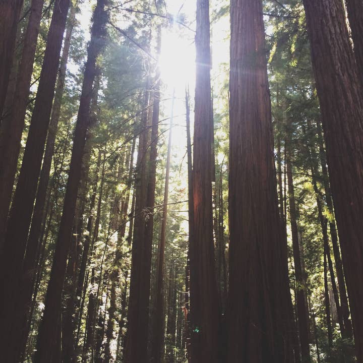 Light in the Trees // California for wholesale by Alison Holcomb Creative