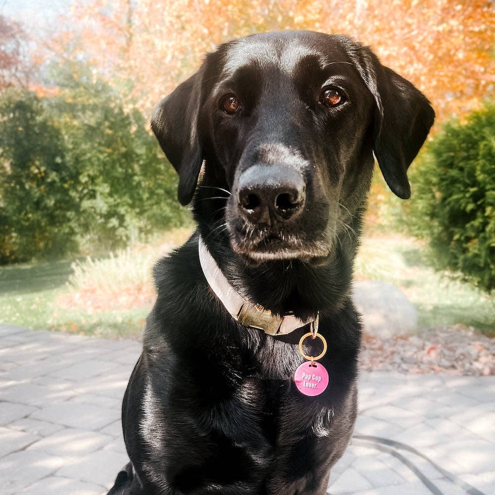 Pretty Simple - Wholesale Pet Identification Tag - Cat/Dog - Gus & Co - Dog Tag and Keychain Set Wholesale4