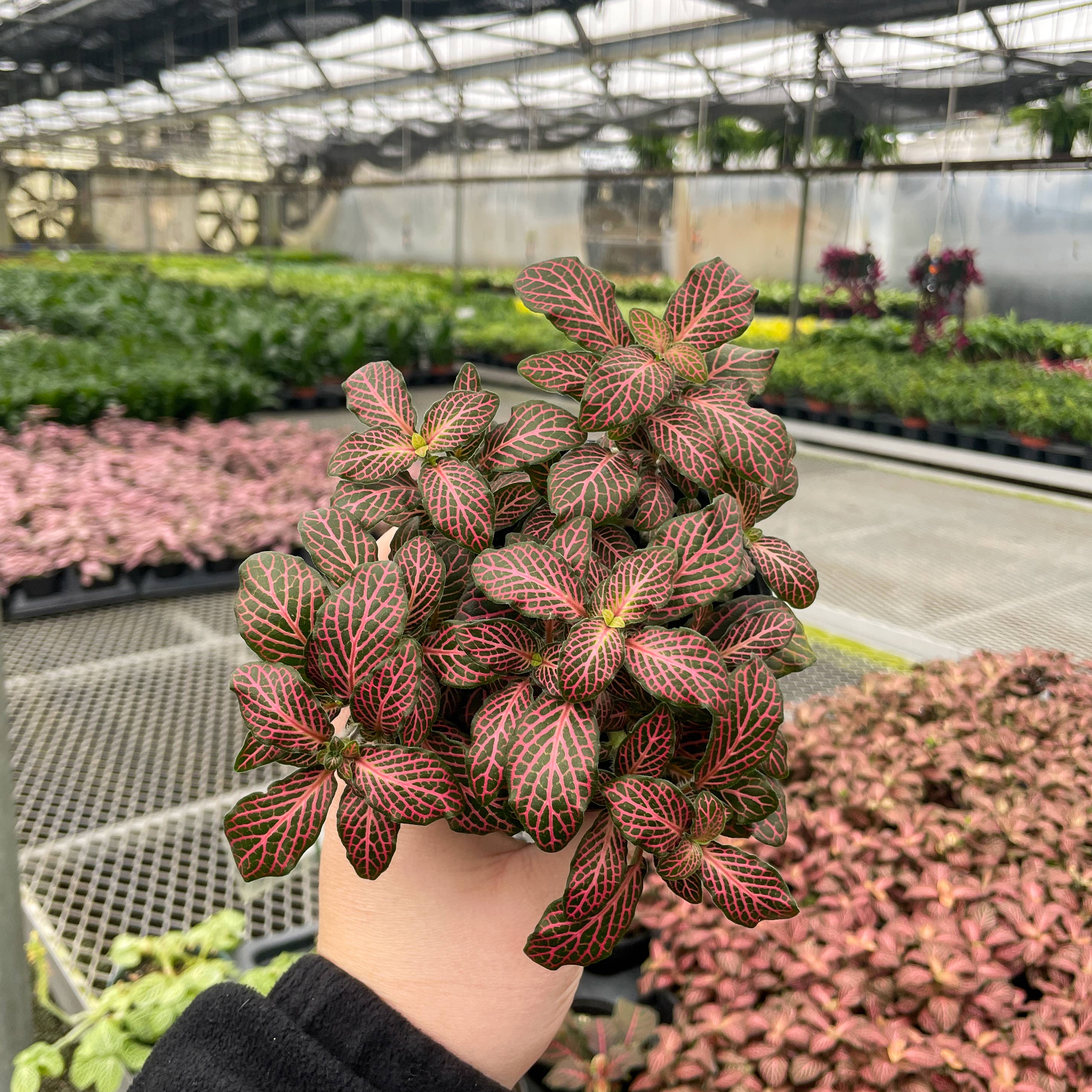 Thorsen's Greenhouse - Wholesale Live Plant - Pink Fittonia Nerve Plant - Live Plant8