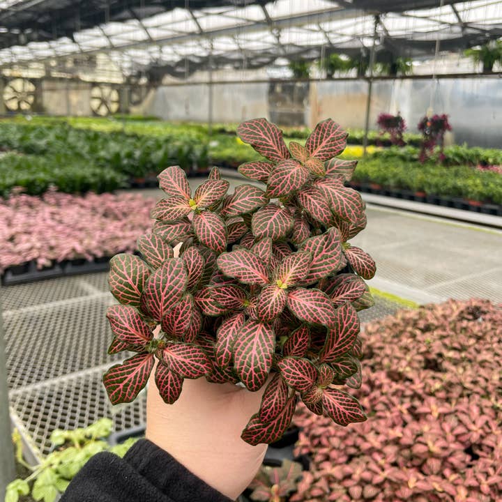 Thorsen's Greenhouse - Wholesale Live Plant - Pink Fittonia Nerve Plant - Live Plant8