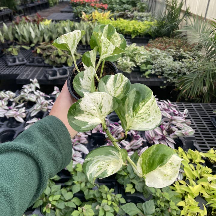 Thorsen's Greenhouse - Wholesale Live Plant - Manjula Pothos - 4" Live Plant12