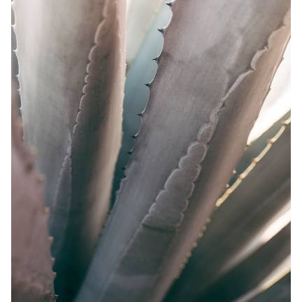 Gray Agave #1 Photo Fine Art pour la vente par Alicia Bock Print Shop
