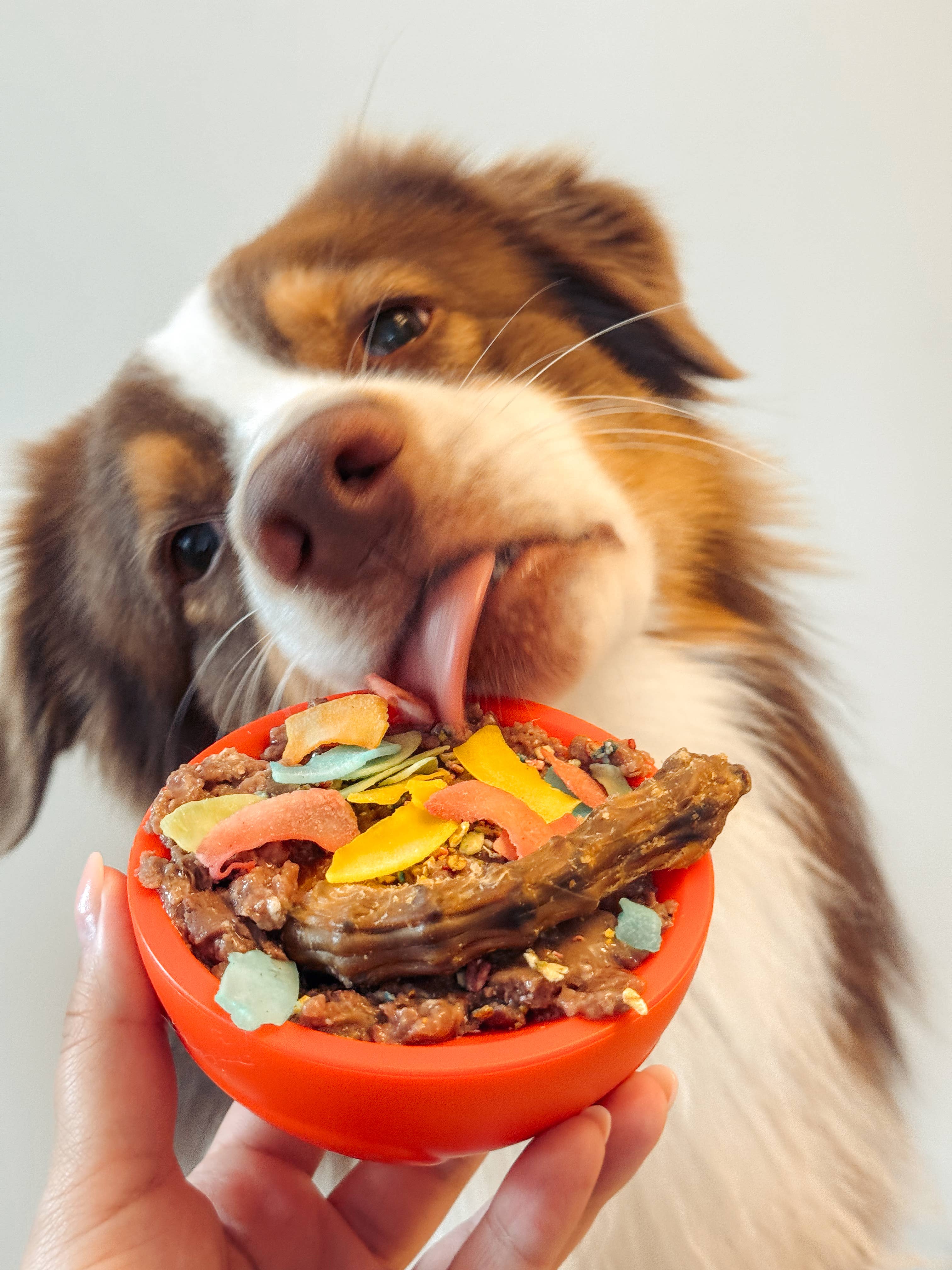 Doggotique - Wholesale Pet Bowl - Cat/Dog - Paw Bowl Snack Toy for Dogs, Slow Bowl Dog,13