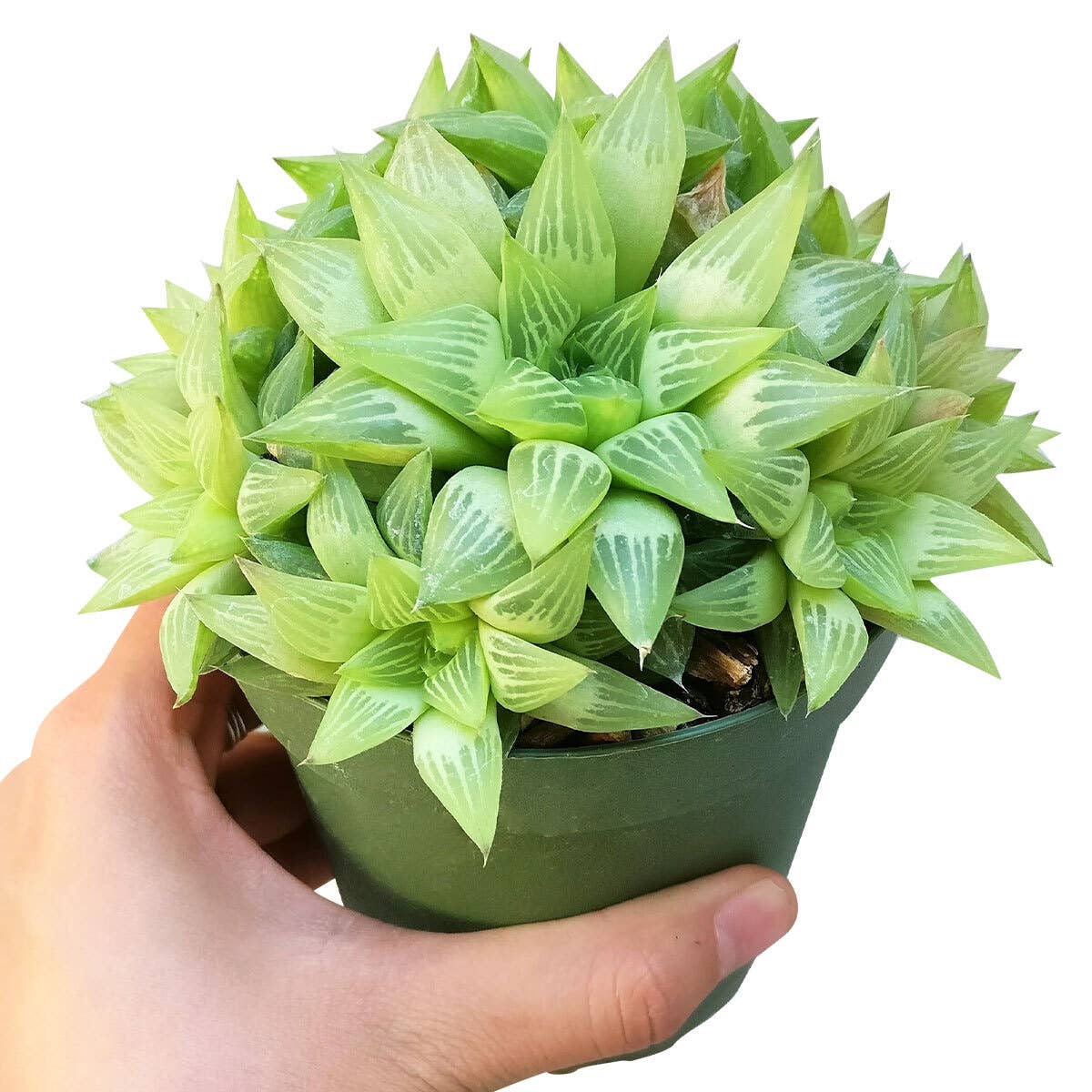 Best Plant Friend - Vente Succulentes - Haworthia cymbiformis Succulentes de fenêtre - Pot de 2/4 pouces5