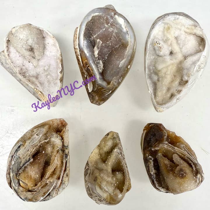 KayleeNYC - Wholesale Spiritual Stone/Crystal - Natural Spiralite Fossil Sea Shell7