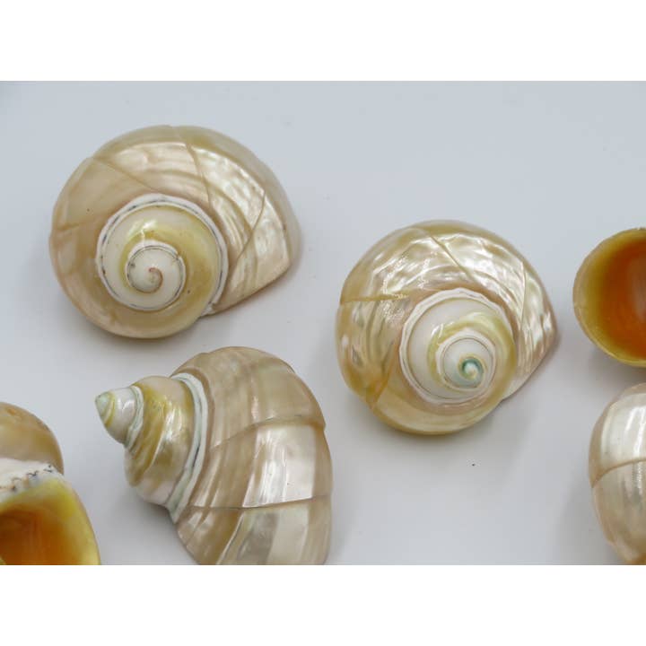 Talembu Ukir - conchas - decoração - praia - boho por atacado de Product Import Holland