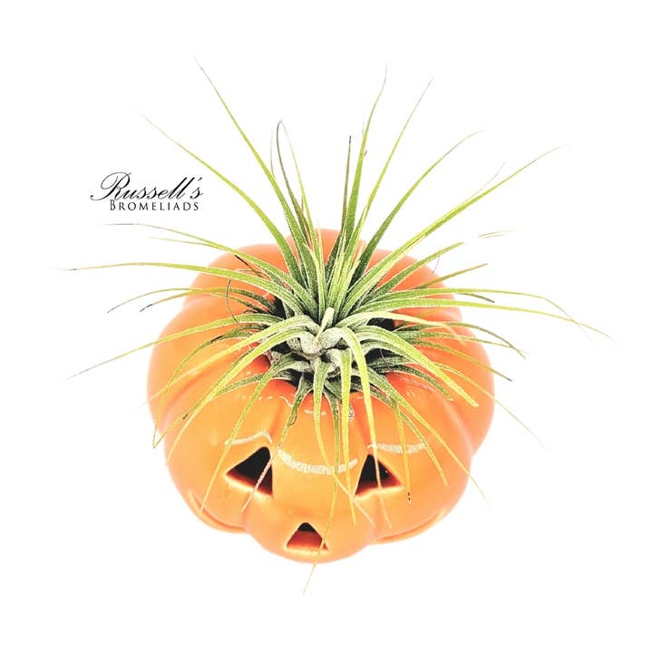 Russell's Bromeliads - Wholesale Live Plant - Halloween Pumpkins With Air Plants - Full Pack
