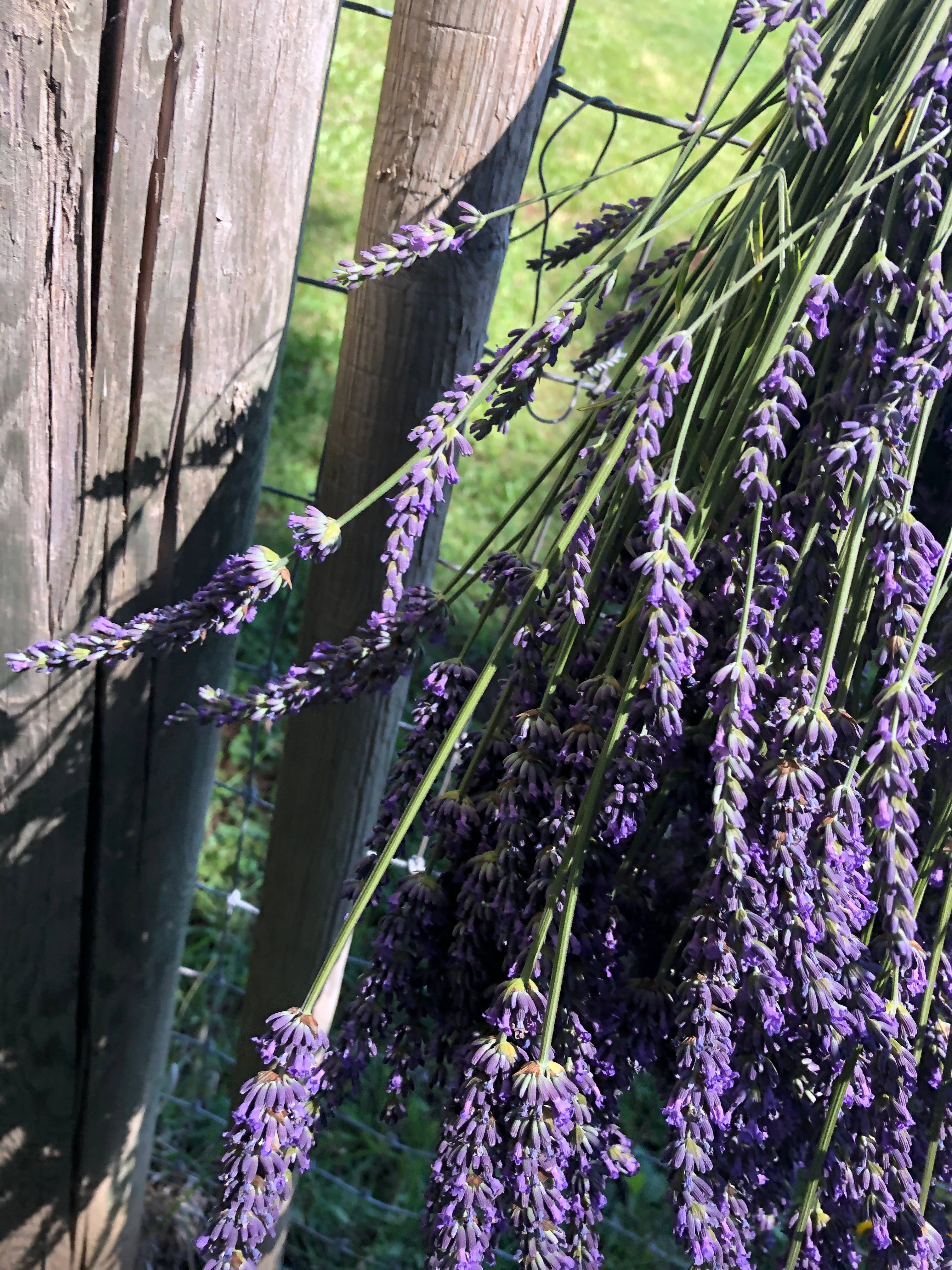 Van Gogh Lavender - Vendita all'ingrosso Erbe aromatiche - LAVANDA DI GRADO CULINARIO FRESCA DI FATTORIA2