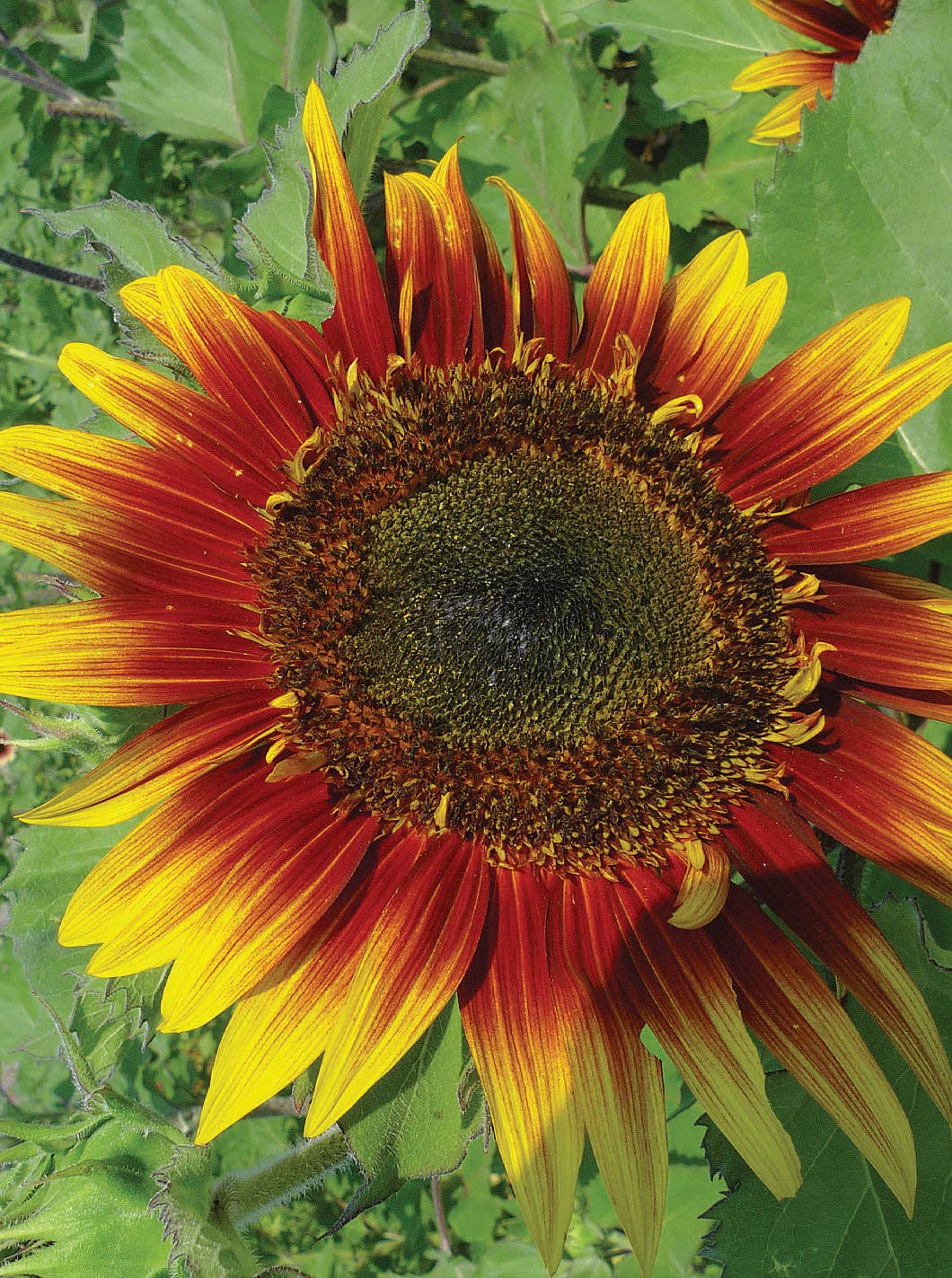 Bentley Seed Co. - Wholesale Plant Seeds - Sunflower, Autumn Beauty Seed Packets4