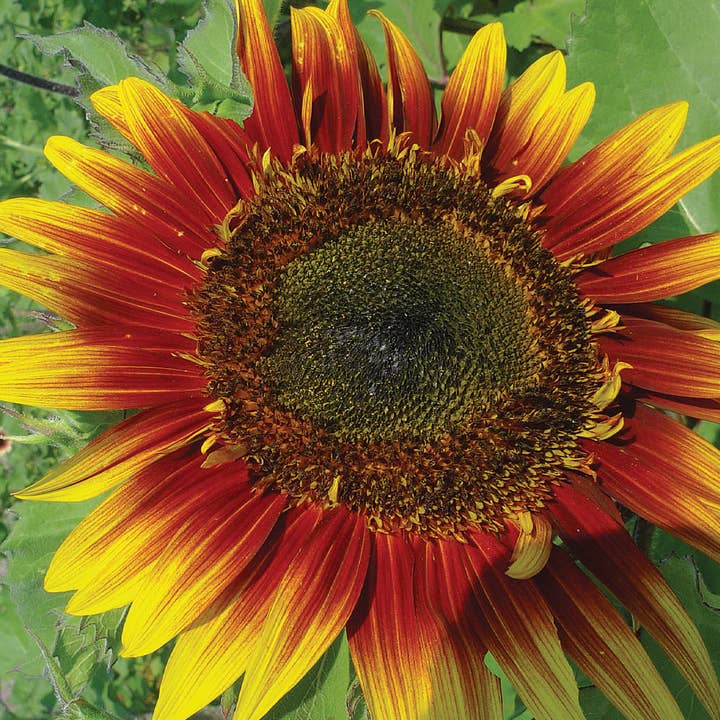 Bentley Seed Co. - Wholesale Plant Seeds - Sunflower, Autumn Beauty Seed Packets4