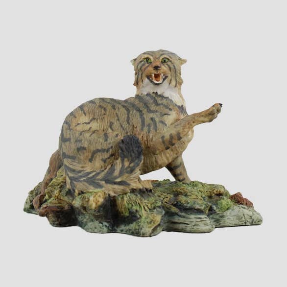 Scottish Wildcat By Border Fine Arts Border Fine Arts Wildlife for wholesale by Grays 1922