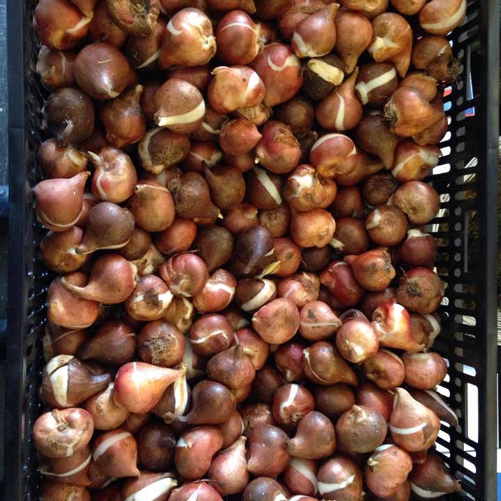 Dutch Flower Lady - Vendita all'ingrosso Buste regalo - Sacchetto regalo con 25 bulbi di tulipano (solo UE)3