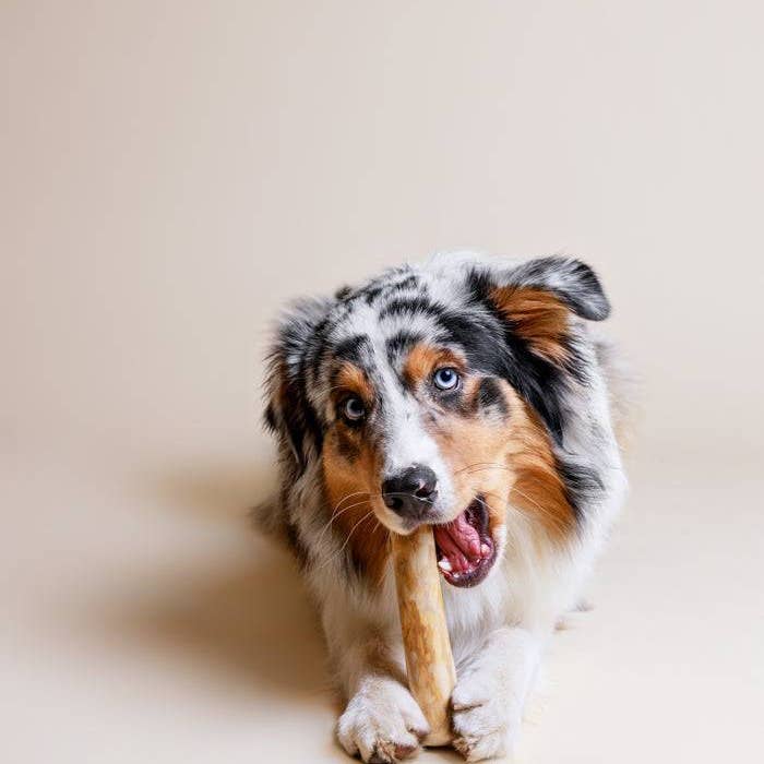 BennyBurton (Walk-Buddy Hundezubehör) - Wholesale Pet Chew Toy - Dog - Natural and sustainable COFFEE WOOD chew sticks in sizes S to L2