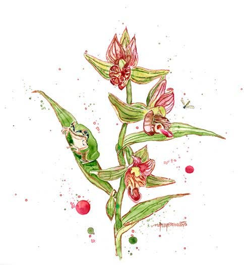nguyen musto artworks - Wholesale Art Print - Print - Frog, Fly, and Orchids1
