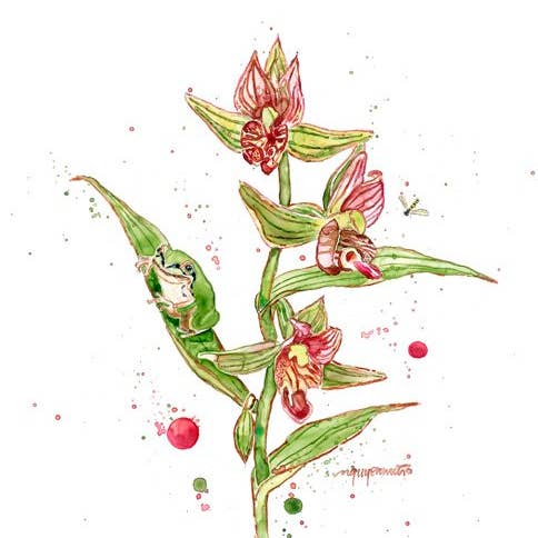 nguyen musto artworks - Wholesale Art Print - Print - Frog, Fly, and Orchids1