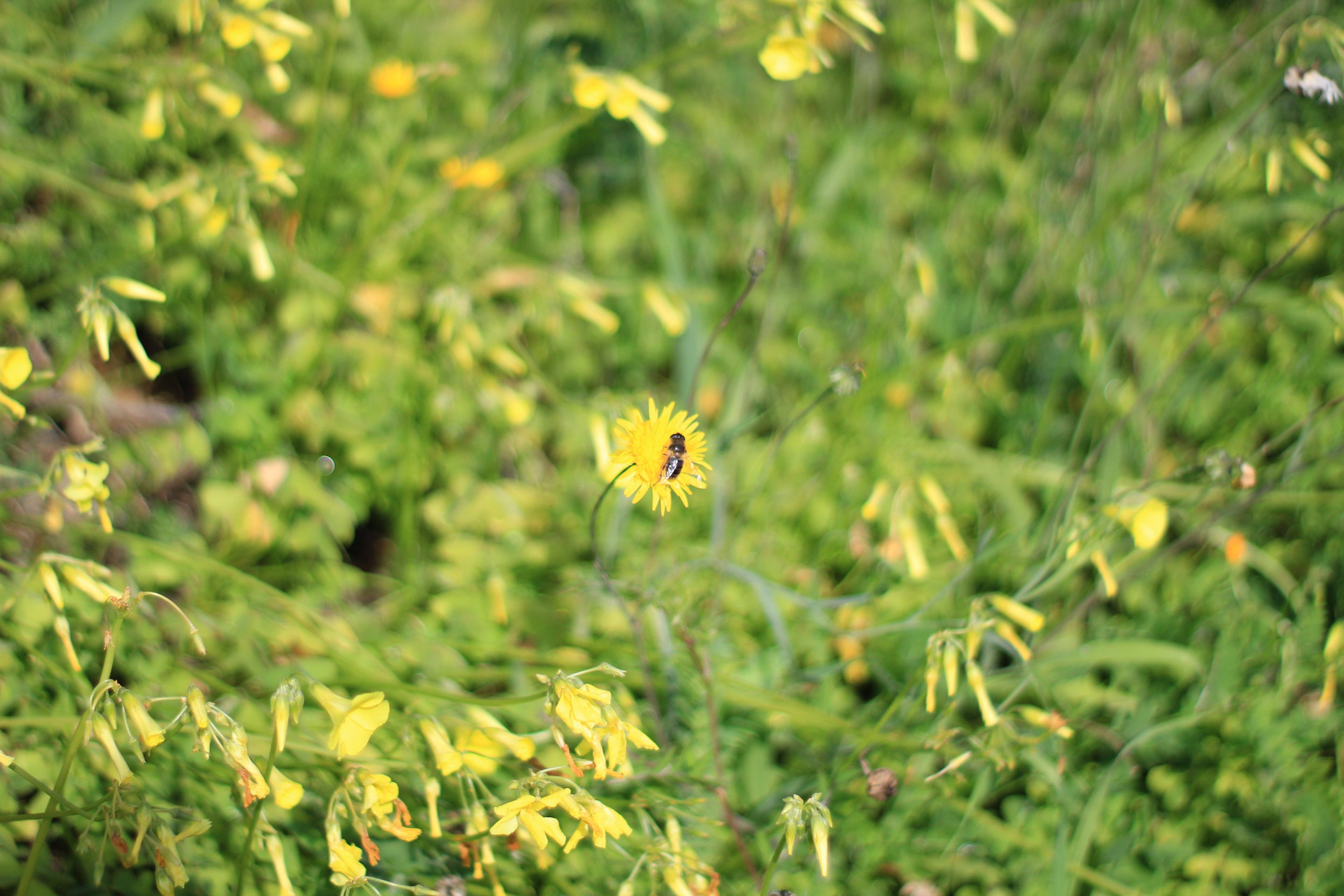 Boniviri BCorp - Wholesale Honey - Trio of Organic Sicilian Honey - Bestseller7
