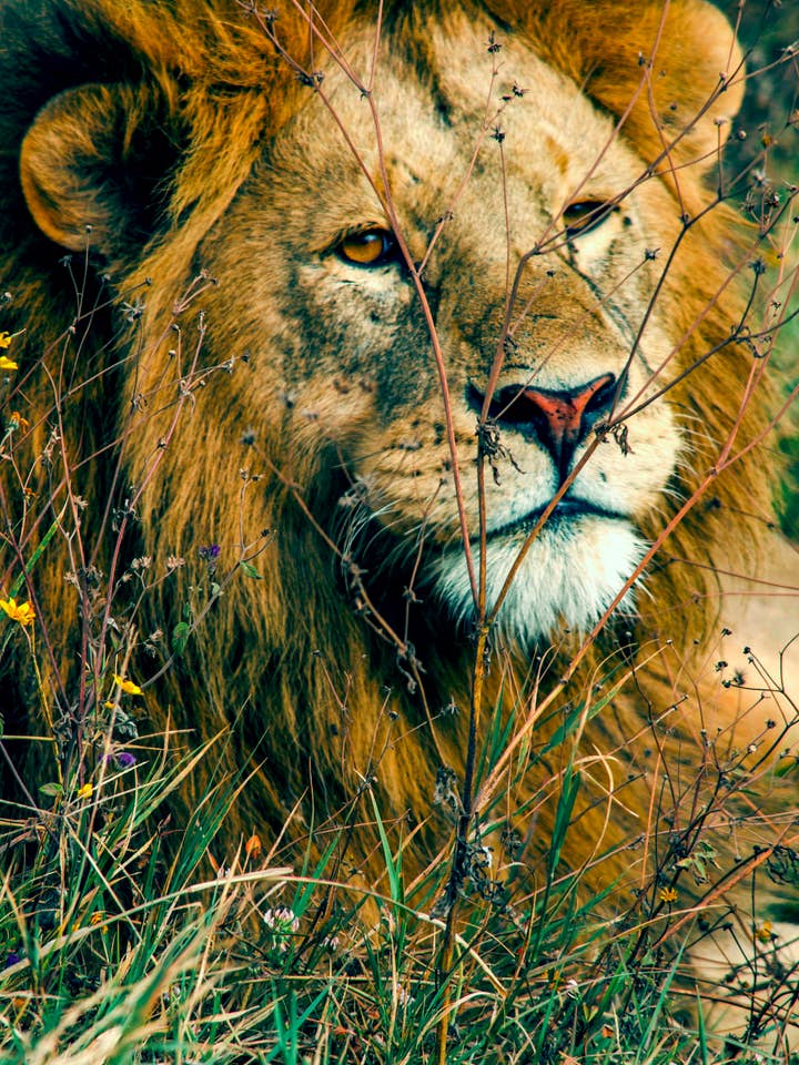 Simba (Træ 610 stykker) for engroshandel hos Flower Power Puzzle