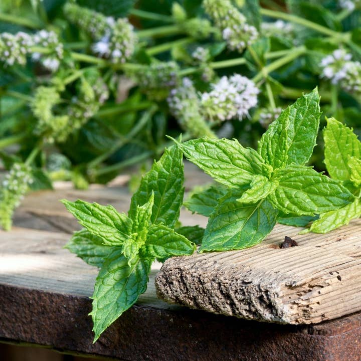 Peppermint Essential Oil for wholesale by Small Batch Garden