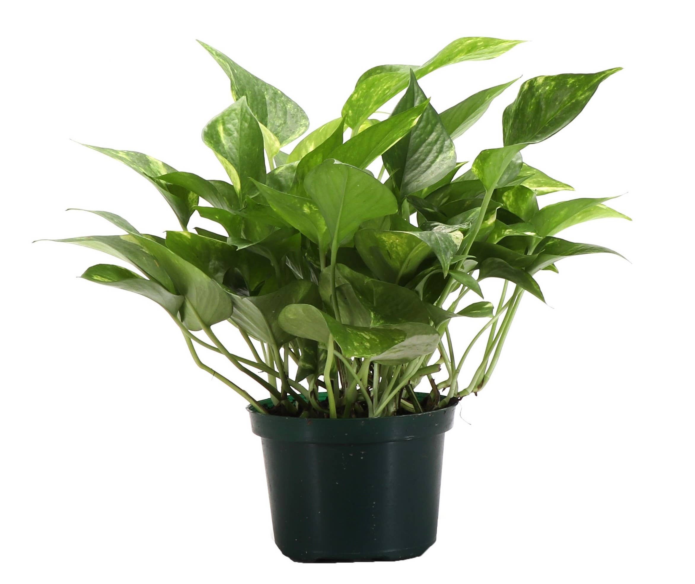 Thorsen's Greenhouse - Wholesale Live Plant - Golden Pothos Plant - Live Plant2