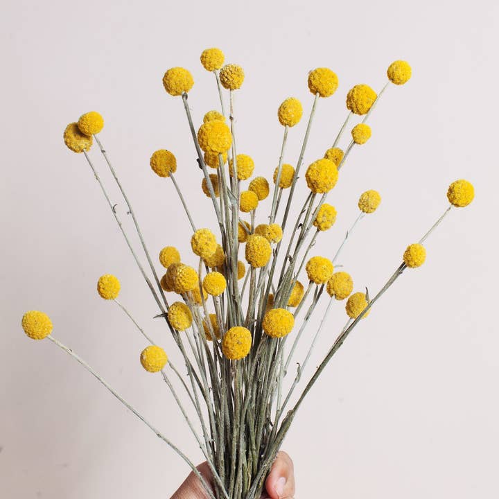 Idlewild Floral Co. - Wholesale Dried/Pressed Flowers - Dried Yellow Billy Balls3