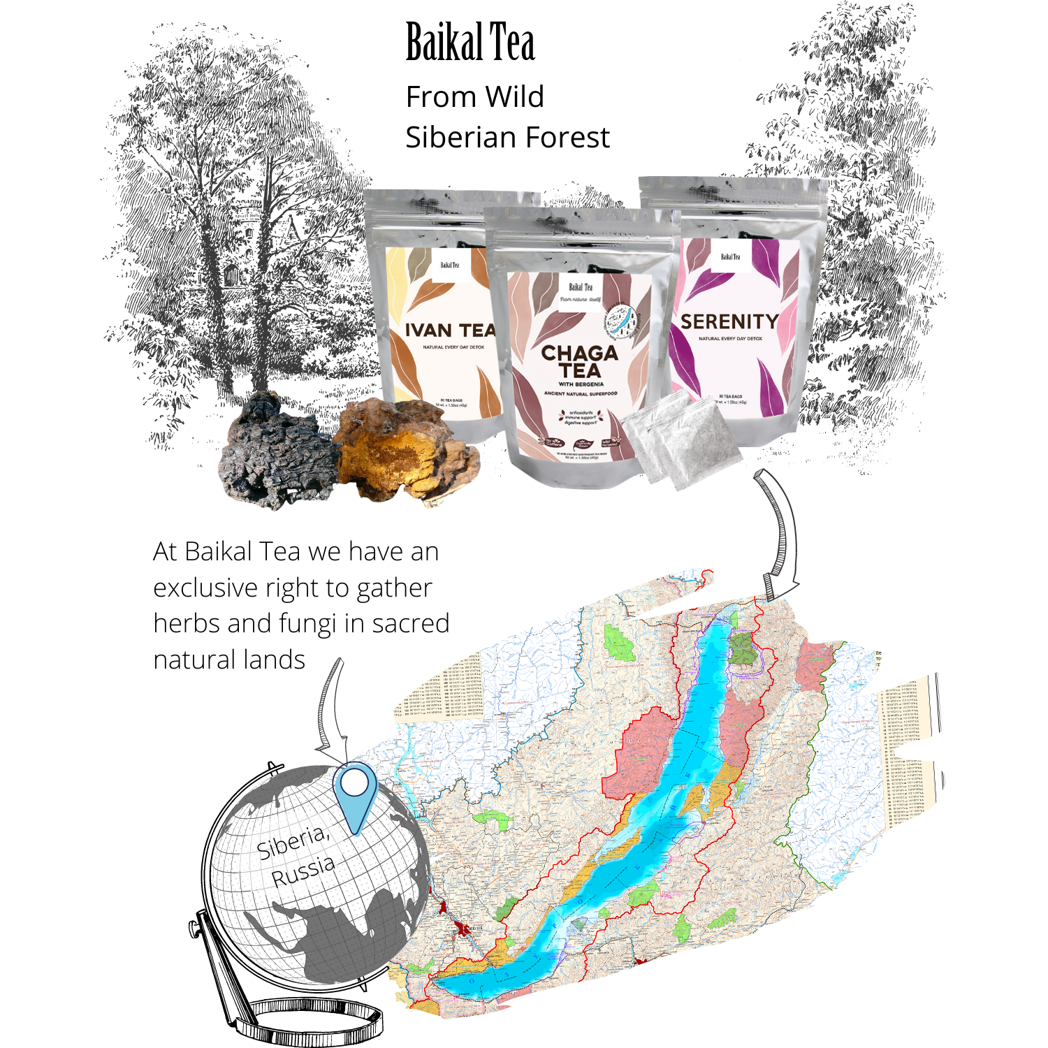 Baikal Tea – Chá de saúde/Detox por atacado – Chá Chaga com Bergenia8