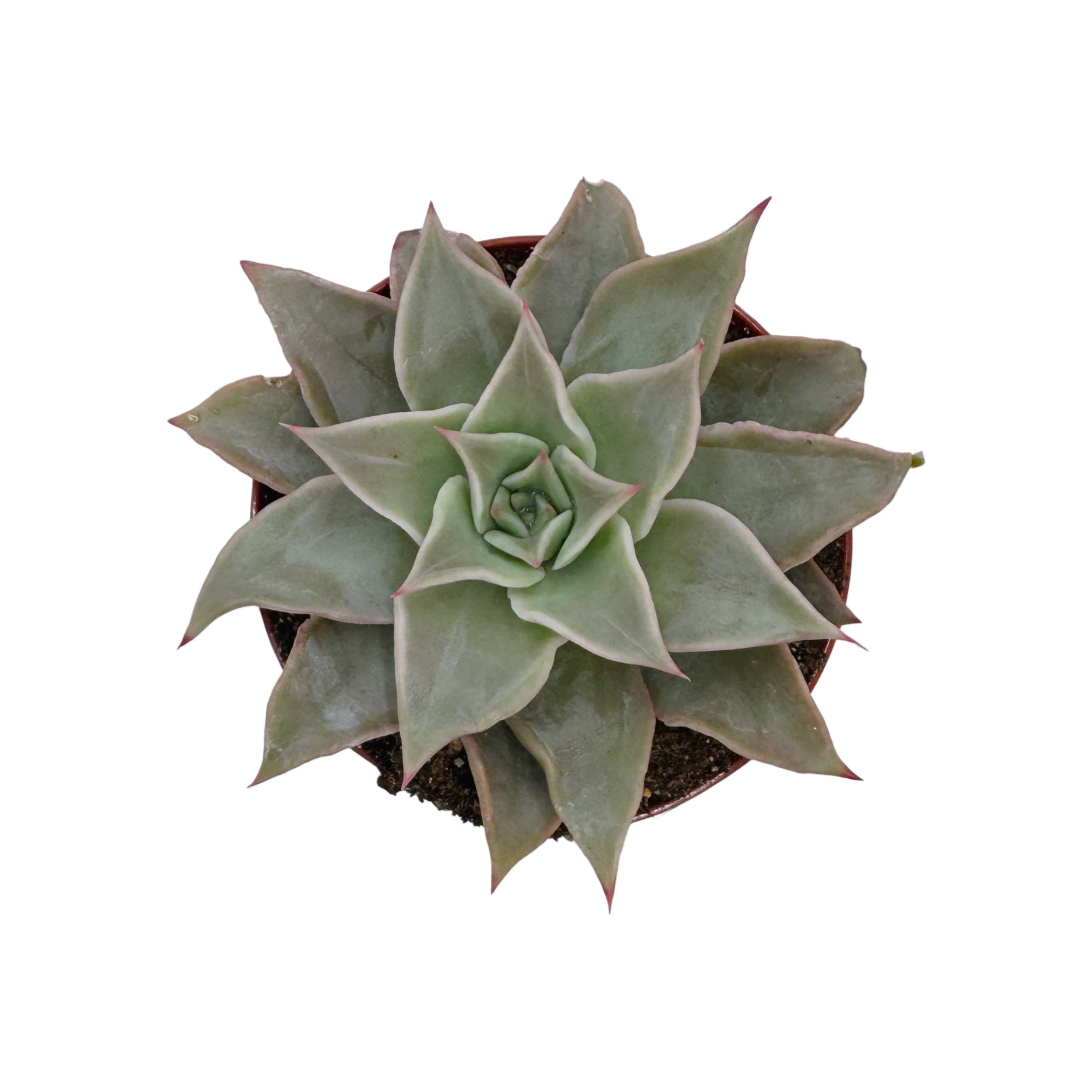 Succulent Wholesale - Wholesale Succulent - Echeveria Madiba | 4 inch0