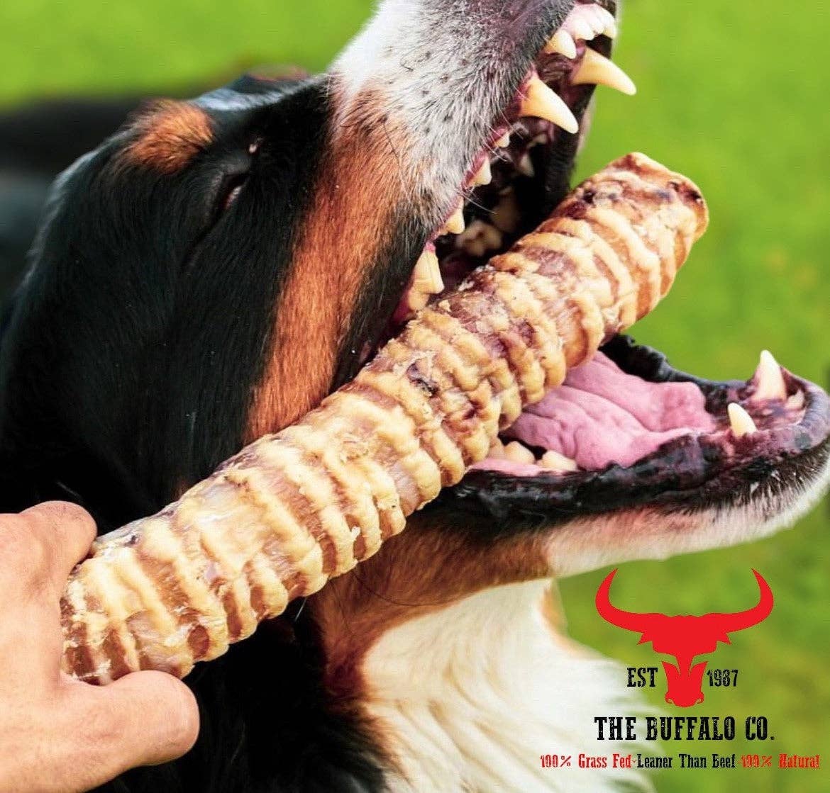 The Buffalo Co. – snacks e guloseimas - Cão por atacado – Petiscos de Traqueia de Búfalo para Cães – 100 g3