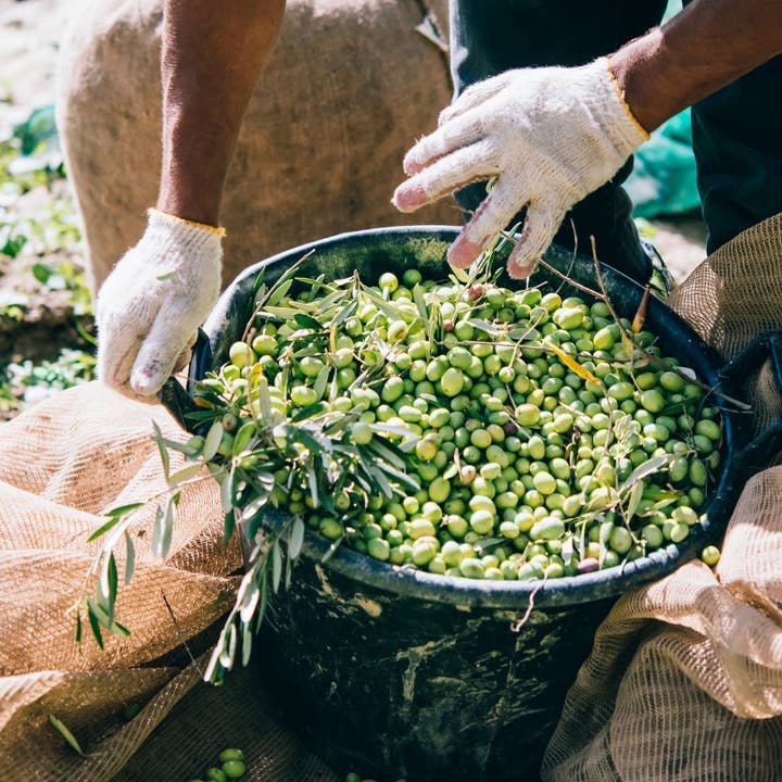 Minos - Wholesale Olive Oil - Minos extra virgin olive oil for salads 500ml can4