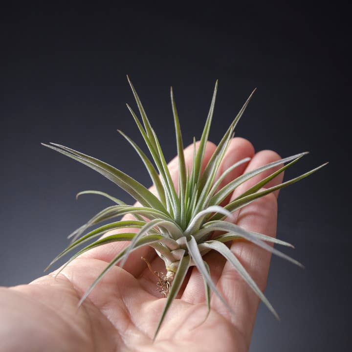 The Artizan Way - Wholesale Live Plant - Tillandsia Plagiotropica Purple Form | Live Air Plant1