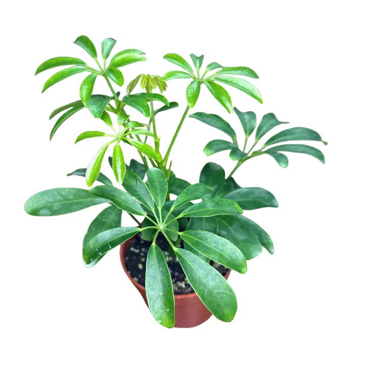Flow State - Wholesale Live Plant - 4" Umbrella Plant - Schefflera Arboricola - Live Houseplant1