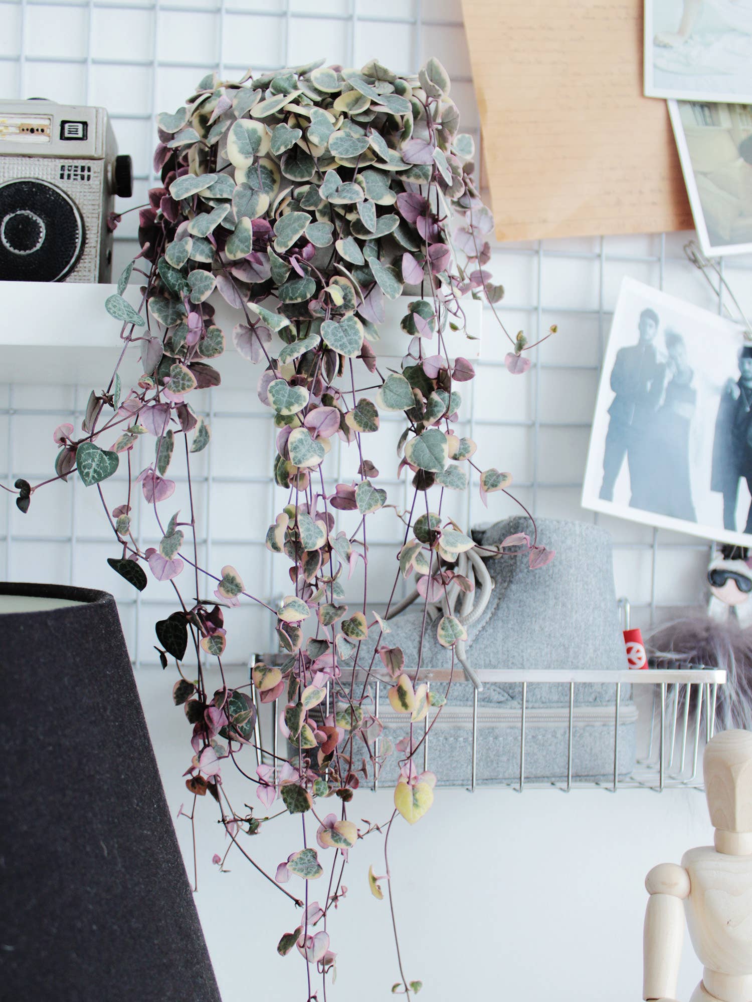 Best Plant Friend - Vente Succulentes - Chaîne de cœurs panachée - Plante succulente en pot de 4/6 pouces10