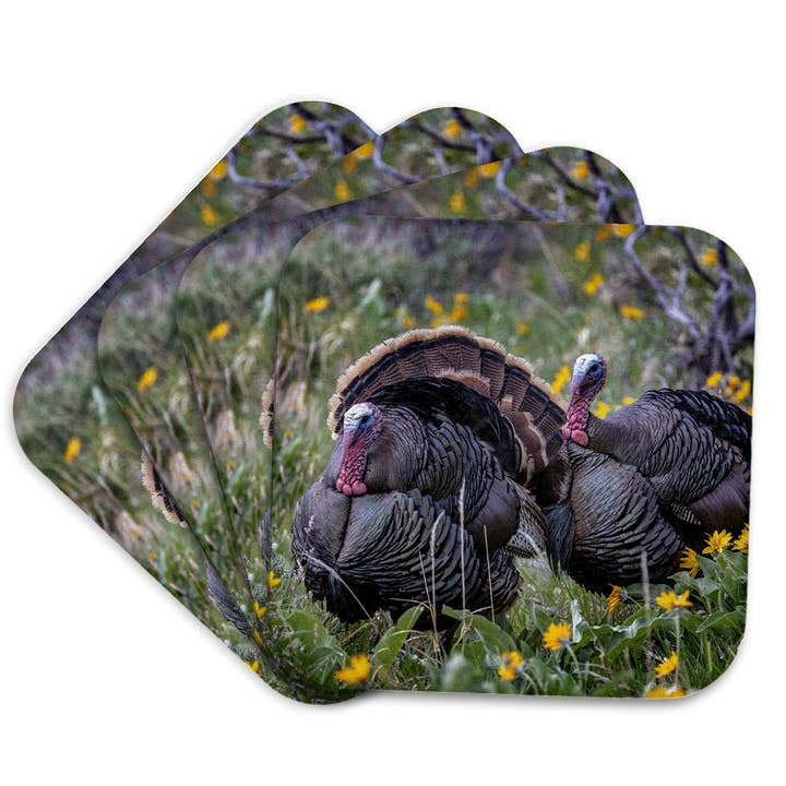 3dRose - Wholesale Coasters - 3dRose, Tom turkeys in breeding plumage in Great Basin NP, Nevada, USA, Coaster7