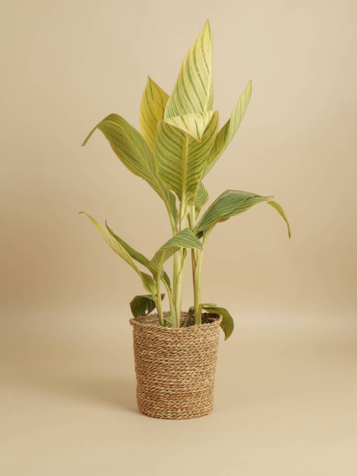 Halfa Handwoven Basket - Medium for wholesale by SŪQ