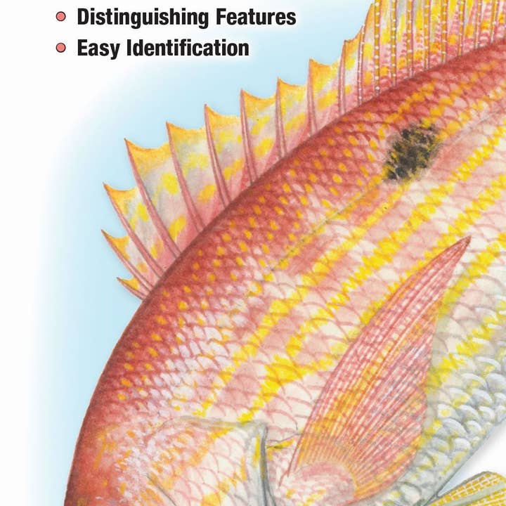 Quick Reference Publishing, Inc – Großhandel Natur & Outdoor – Salzwasserfische der Golfküste von Texas