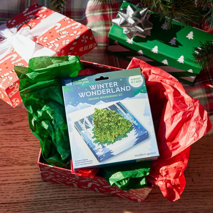 Modern Sprout - Wholesale DIY Craft Kit - Winter Wonderland Microgreens Kit2