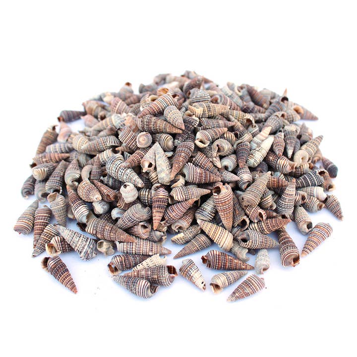 Mini Black Auger Bulk Craft Seashells - 1 Kilo for wholesale by California Seashell Company