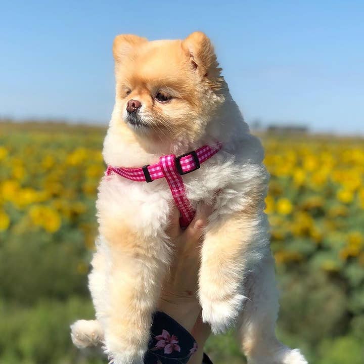 Boulevard - Wholesale Pet Harness - Dog - Gingham Dog Harness