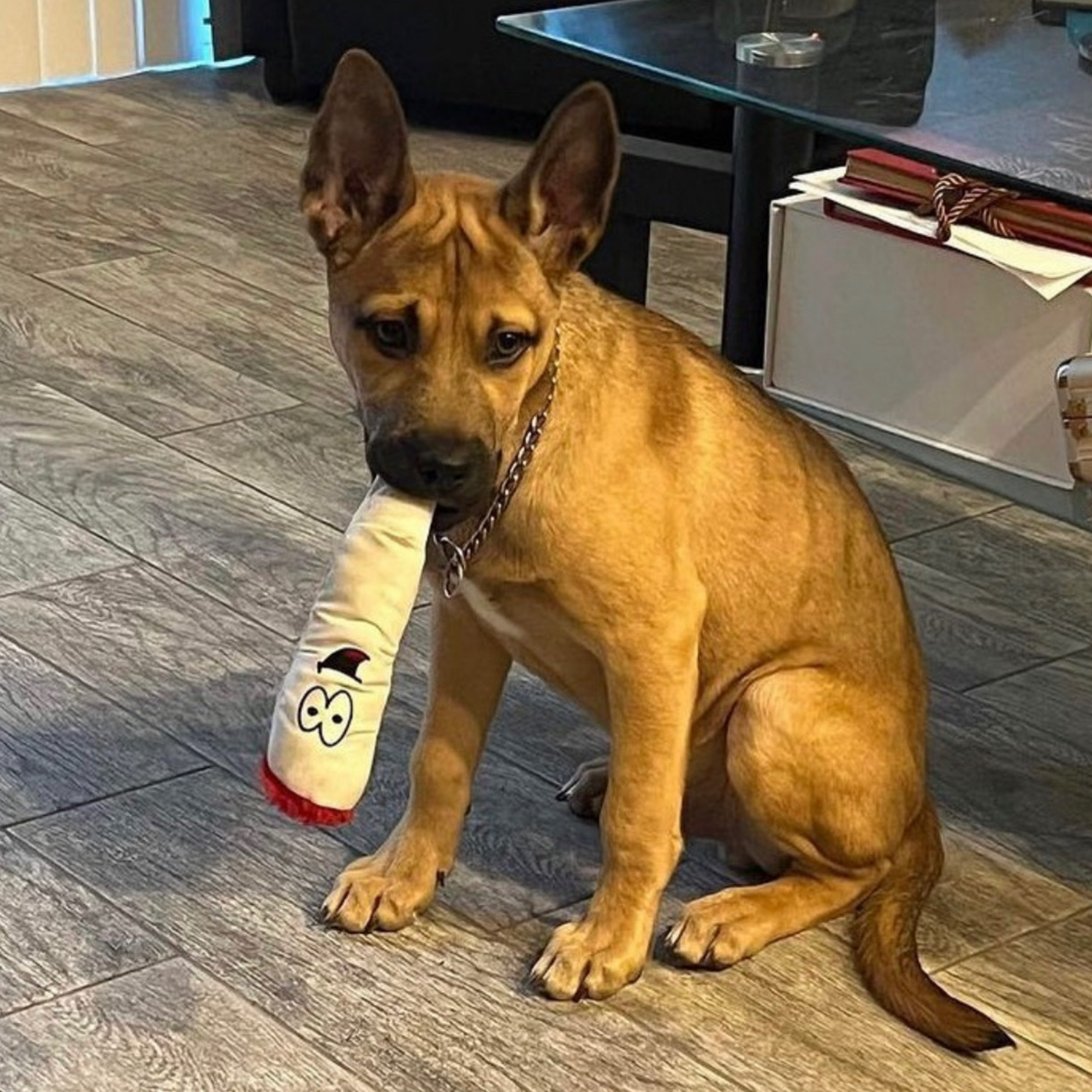 PAW:20 - Wholesale Pet Squeaky Toy - Dog - Jay the Joint, Parody Plush Squeaker Dog Toy9