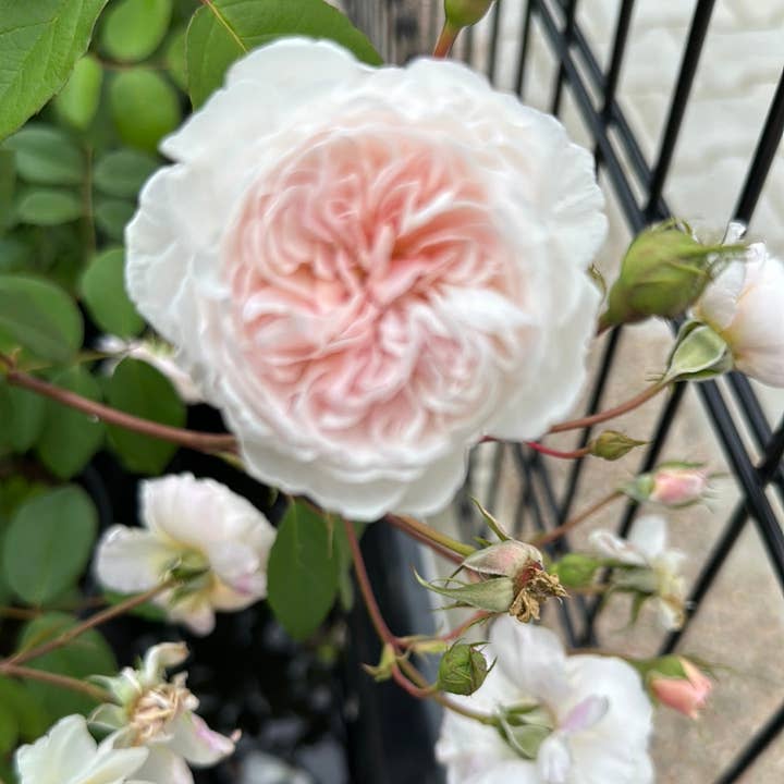 REMOVED BRAND - Venta al por mayor Plantas naturales - The Albrighton Rambler (Ausmobile) (raíz)4