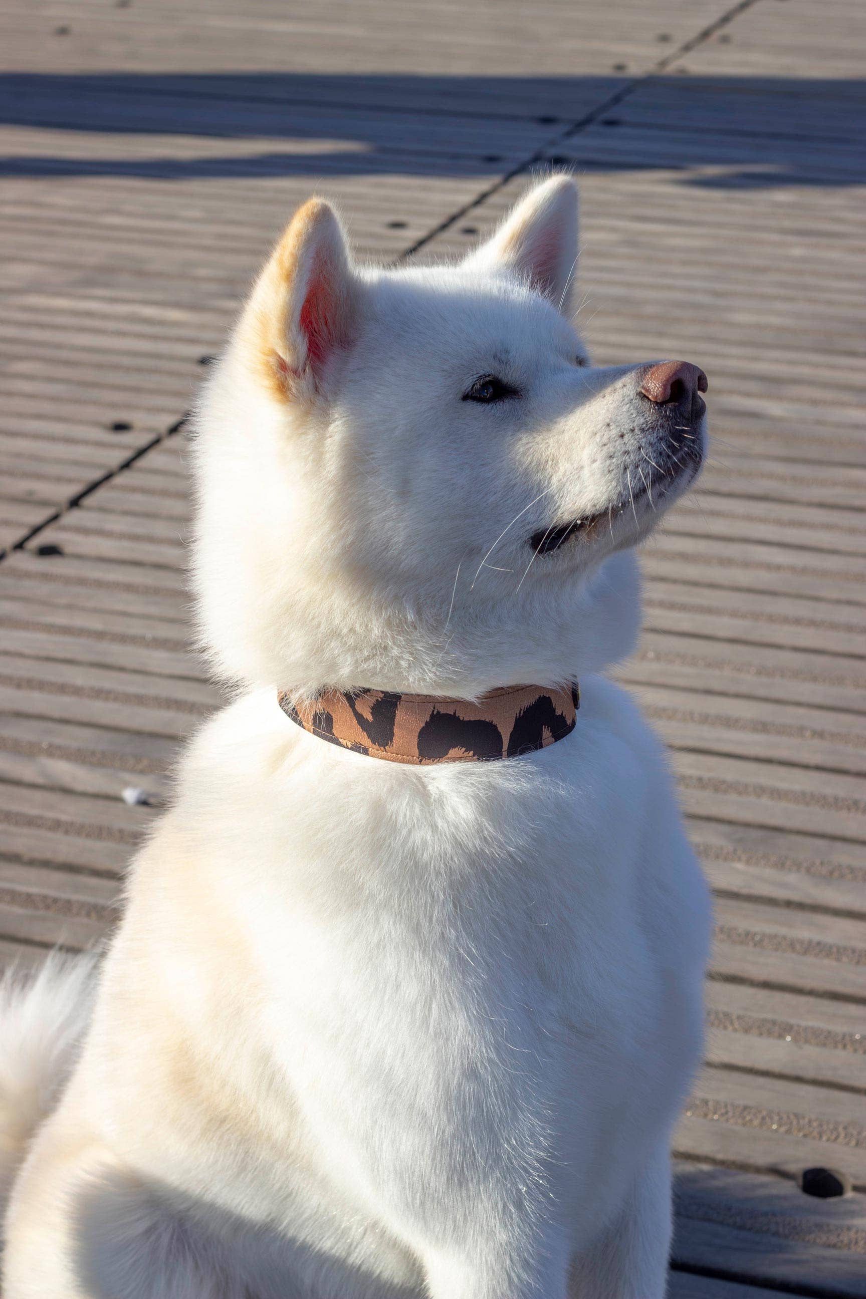 Atelier Markiz - Wholesale Pet Collar - Dog - Wild Necklace2