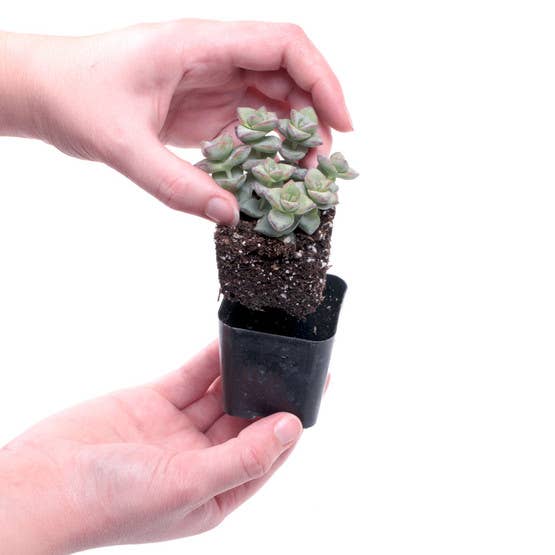 Mountain Crest Gardens - Vente Succulentes - Pack ultime de succulentes variées 25 unités (25 variétés, pots de 2")4