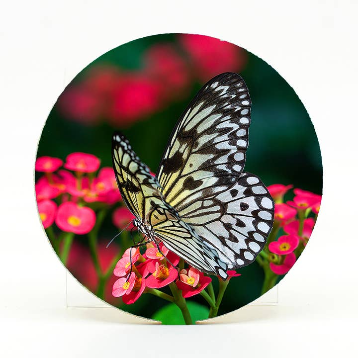 Accueil » Coaster-Paper Kite Butterfly » pour la vente par Mike Ring Photography