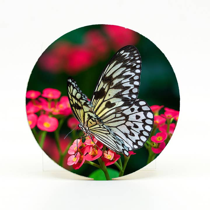 Home Coaster-Paper Kite Butterfly for wholesale by Mike Ring Photography