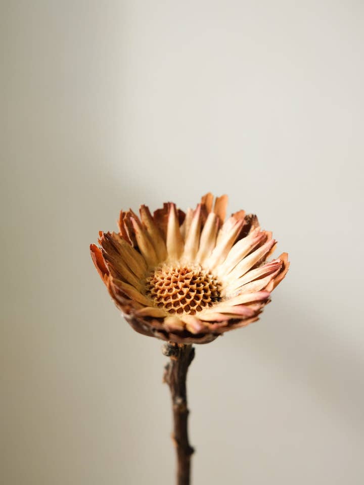 Dried Sunflowers for wholesale by Twenty Third by Deanne