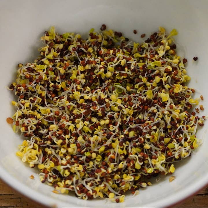 Sprouting Seed - Broccoli, ORGANIC for wholesale by Sow True Seed