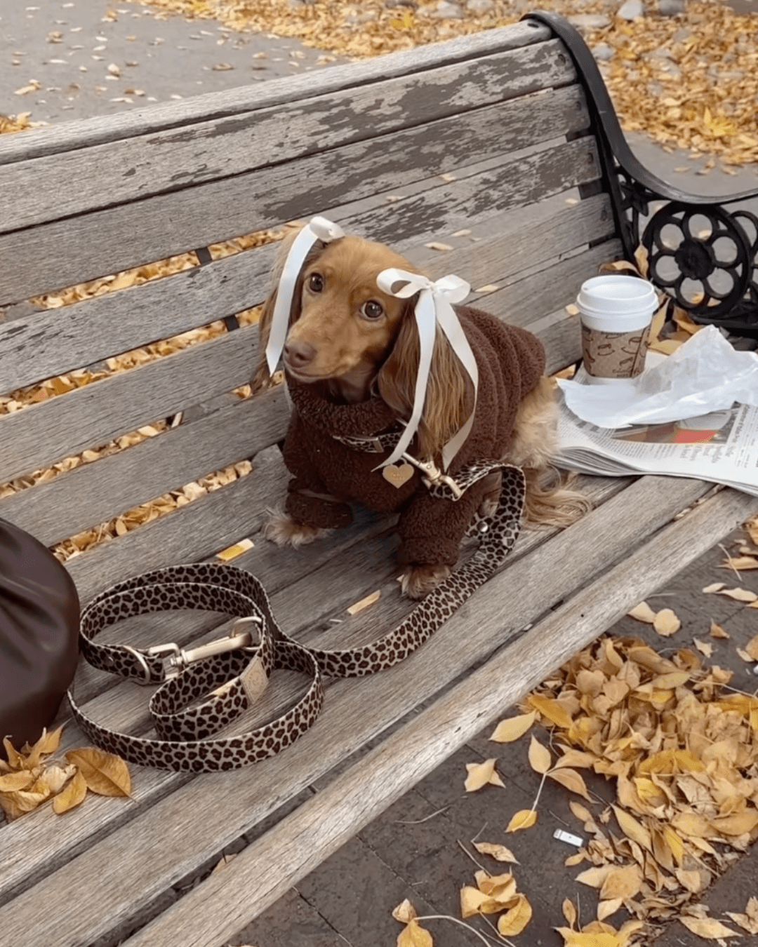 Wander! Waterproof Collar Leopard for wholesale on Faire9