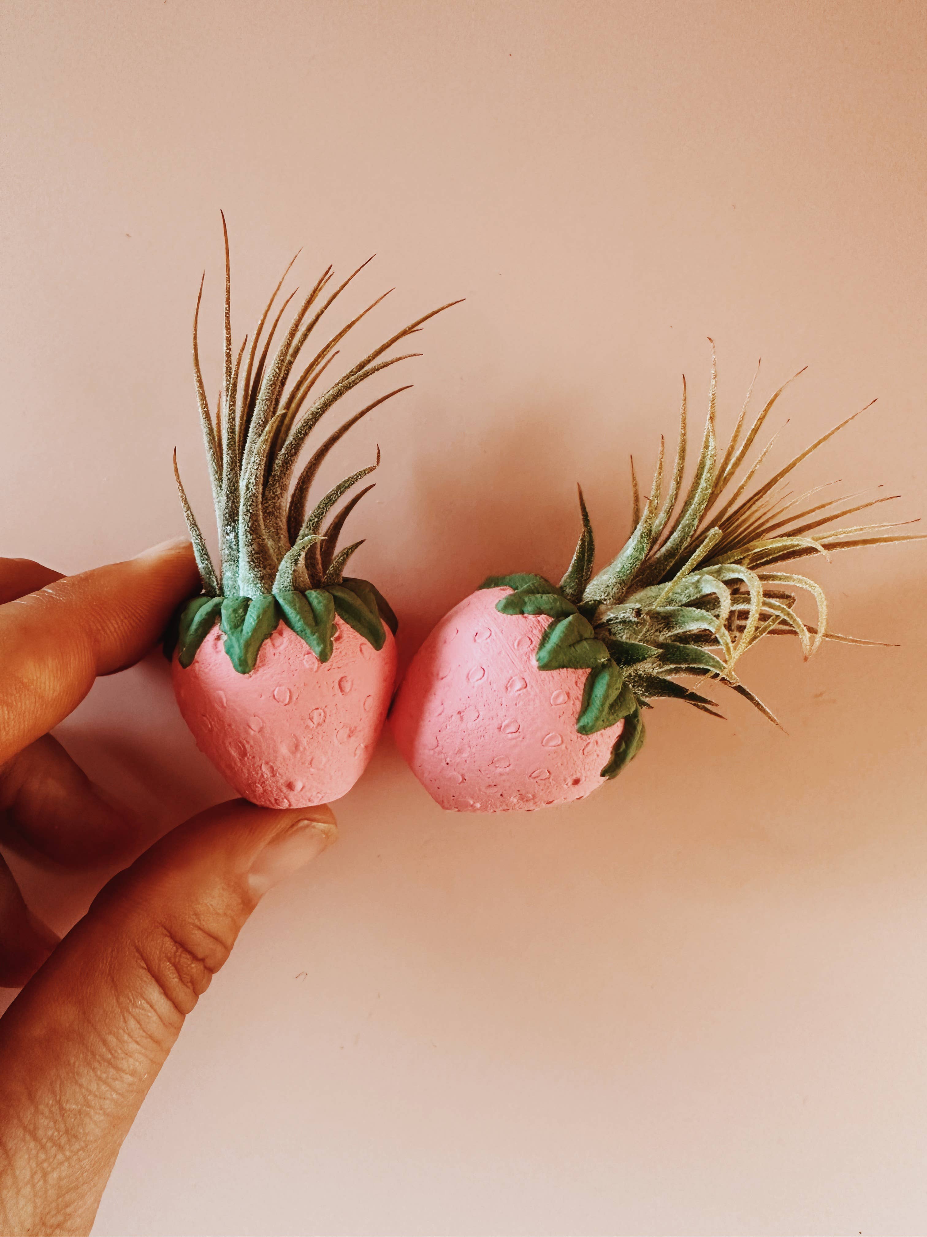 O'Berry's Succulents - Wholesale Plant Pot - Pink Strawberry Patch Mini Planter and Air Plant4
