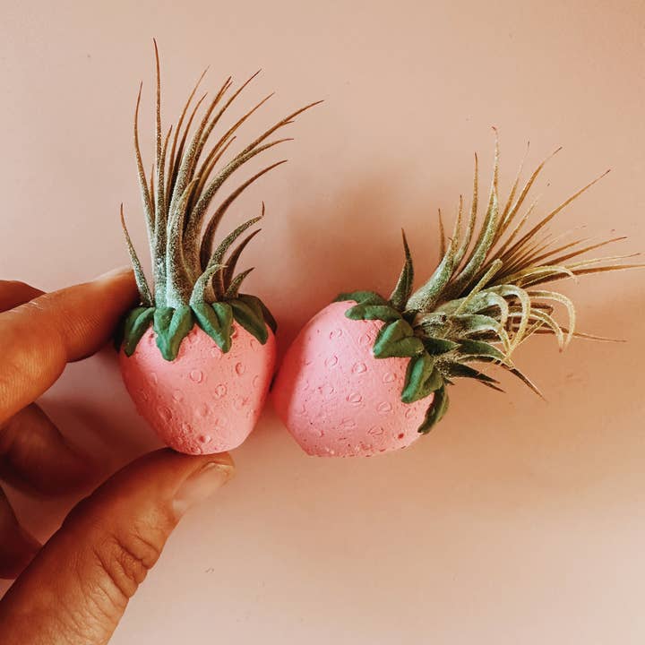O'Berry's Succulents - Wholesale Plant Pot - Pink Strawberry Patch Mini Planter and Air Plant4