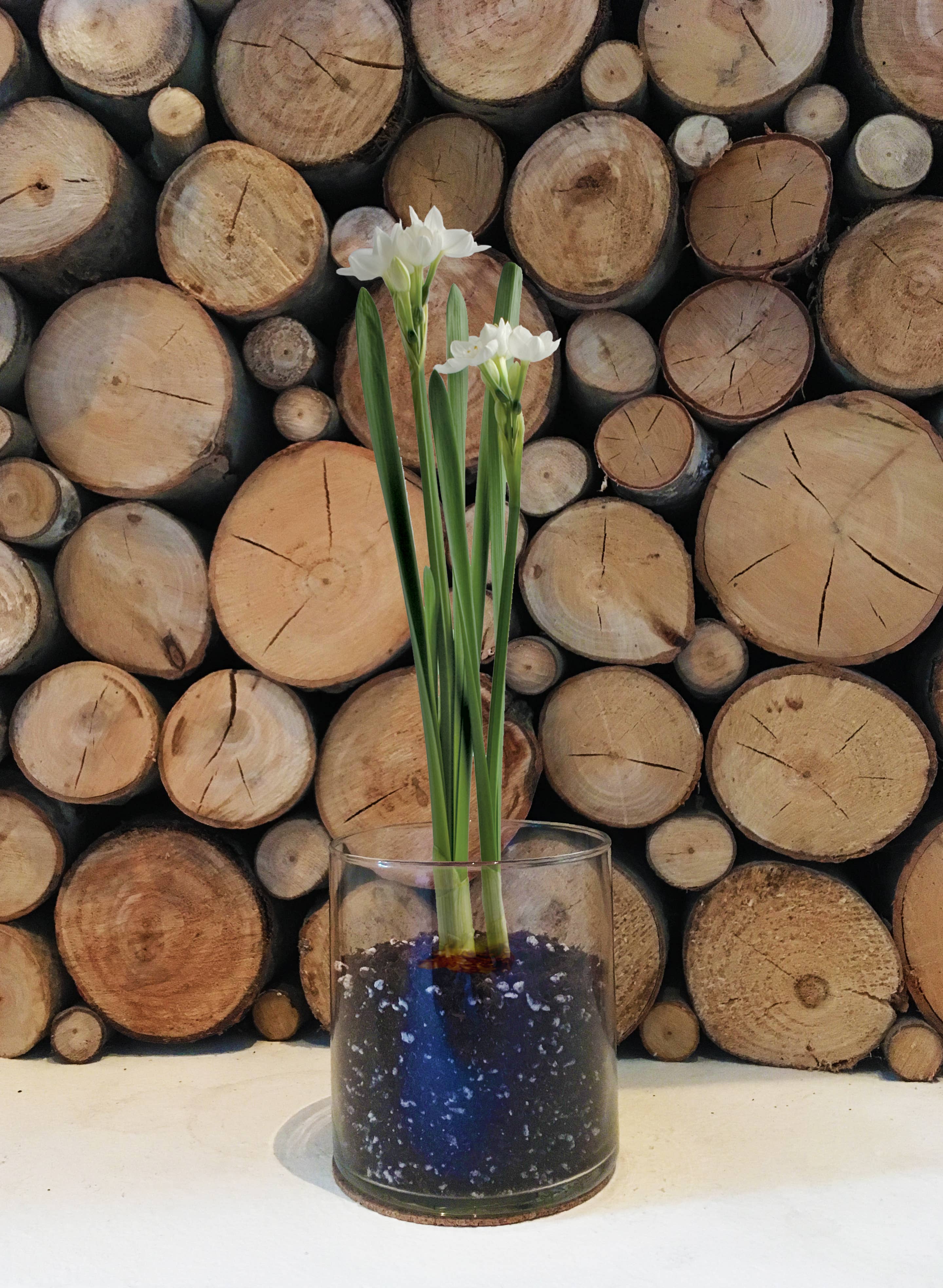 Potting Shed Creations, Ltd. - Wholesale Live Plant - Garden in a Bag Paperwhites | Fall & Christmas | Best Seller6