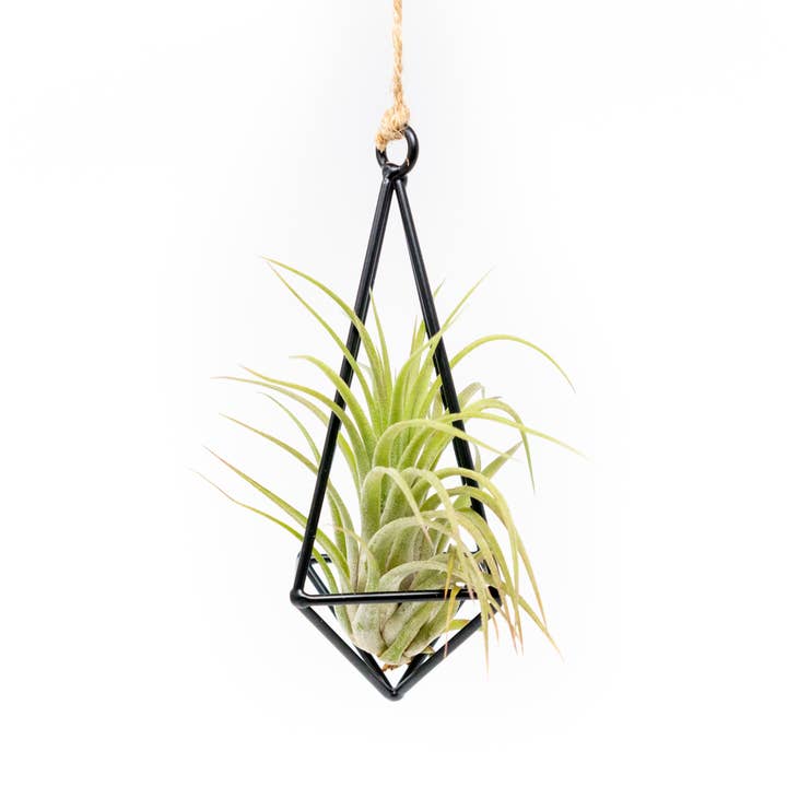 Air Plant Shop - Wholesale Hanging Planter - Hanging Metal Pendant